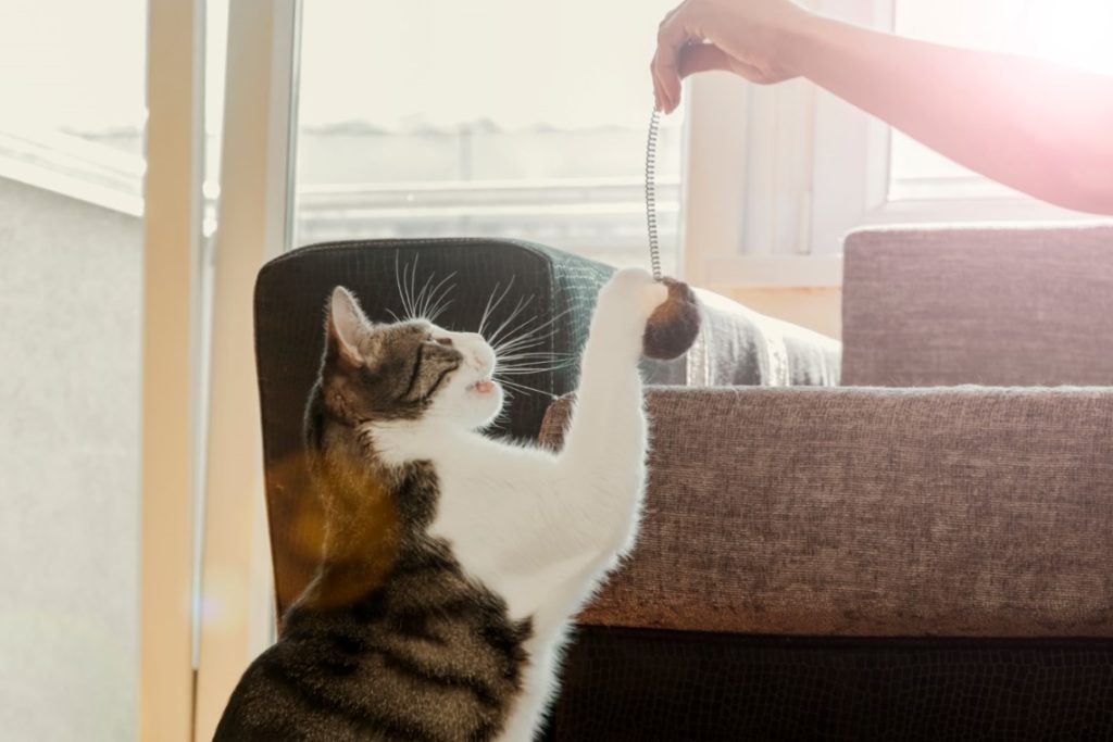 Pet sitter ou hotelzinho: onde deixar o gato quando viajar?