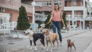 pet sitter passeando com cachorros