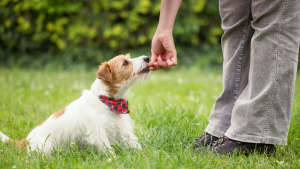 adestrador de cães