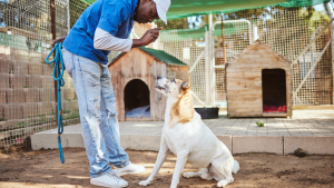 adestrador de cães