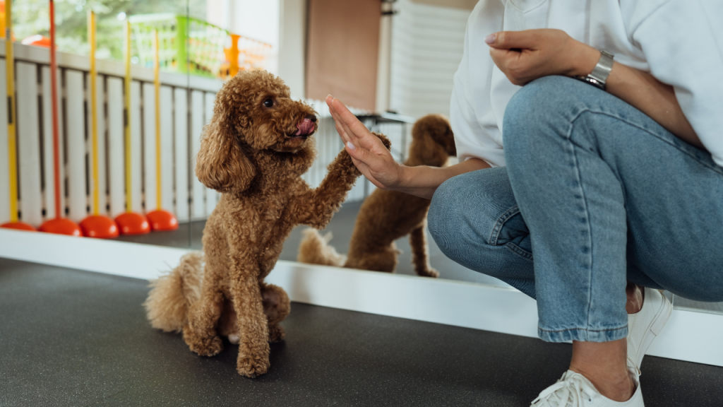 adestrador de cães