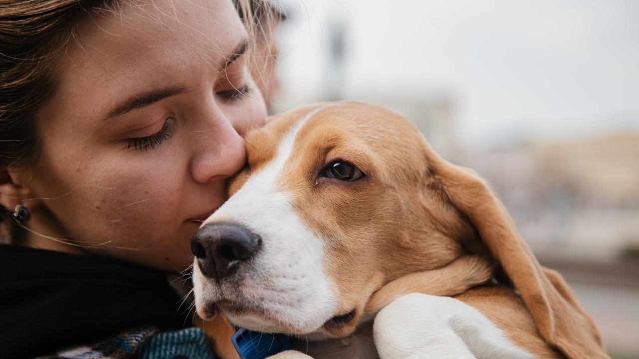 Como contratar um pet sitter de confiança em 2026: passo a passo, verificação e custos