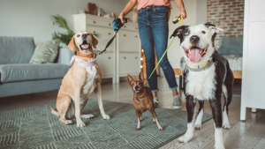 pet sitter