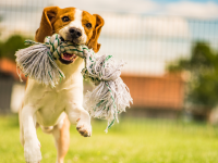 canino
