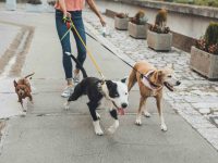 pet sitter