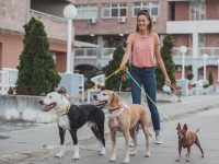 pet sitter passeando com cachorros