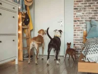 encontrar uma babá de cachorro