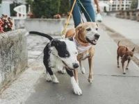 pet sitter