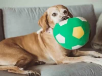 pet sitter