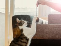 pet sitter