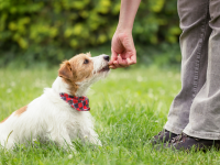 adestrador de cães