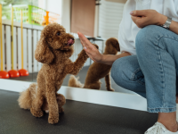 adestrador de cães
