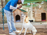 adestrador de cães