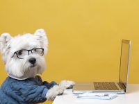 Pet Sitter a domicílio
