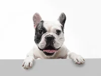 Pet sitter