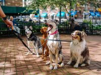 Encontrar um pet sitter a domicílio