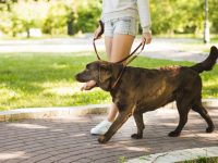 pet sitter