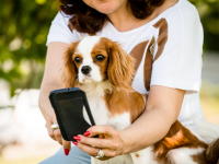 pet sitter