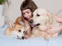 pet sitter