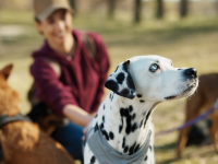 pet sitter