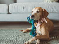 pet sitter