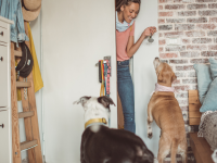 pet sitter