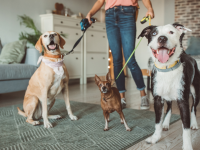 pet sitter