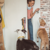 pet sitter