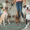 pet sitter
