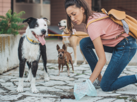 cuidador de cães