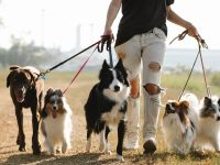 dog walker