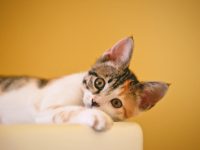 Cat sitter em São Paulo