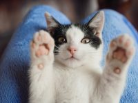 cat sitter