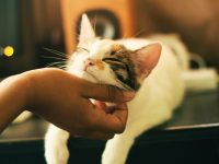 cuidador de gato